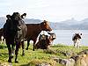 Fylkesnytt: Kyr på beite, Leka. Foto: Erik Stenvik