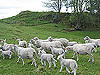 Fylkesnytt: Sau på beite. Foto: Fylkesmannen i Hordaland