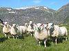 Fylkesnytt: Sauer på beite. Foto: Bjørn Harald Haugsvær
