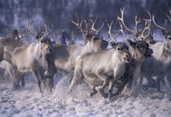 Reindrift: Reinflokk. Foto: Trym Ivar Bergsmo, Samfoto