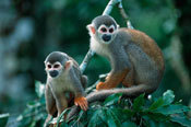Monkeys in the Brazilian Amazon. Photo: Thomas Marent