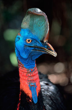 Birdlife in Papua New Guinea