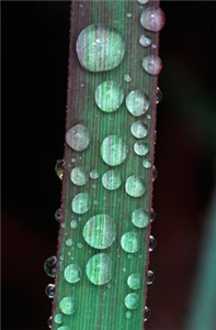 Leaf with raindrops. Photo: Thomas Marent