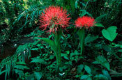 Colorful flowers in the African forests. Photo: Thomas Marent