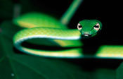 Snake in the Indonesian tropical forests. Photo: Thomas Marent