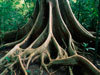 Tree roots in the indonisian rain forrest. Photo: Thoms Marent