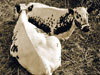 Illustrasjonsfoto genteknologi. Foto: Tone Solhaug