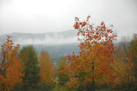 Skog, Foto: LMD