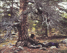 Stabbursdalen