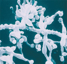 Sopp (Tolypocladium inflatum) basis for Cyclosporin A. Funnet på Hardangervidda. Foto: Norvartis