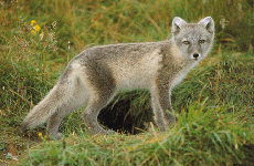 Fjellreven (Alopex lagopus) er en av våre mest truede arter. Iht til Nasjonal rødliste er den direkte truet. Det kan være mange årsaker til dette bl.a. mangel på næringstilfang og jakt. Vern om fjellreven er en forpliktelse Norge har iht Bernkonvensjonen. Foto: Tom Schandy/NN/Samfoto.