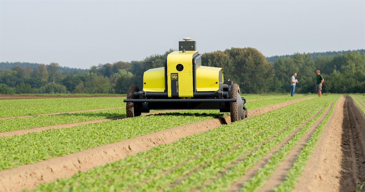 Yellow spraying robot driving on a field with rows of plants.