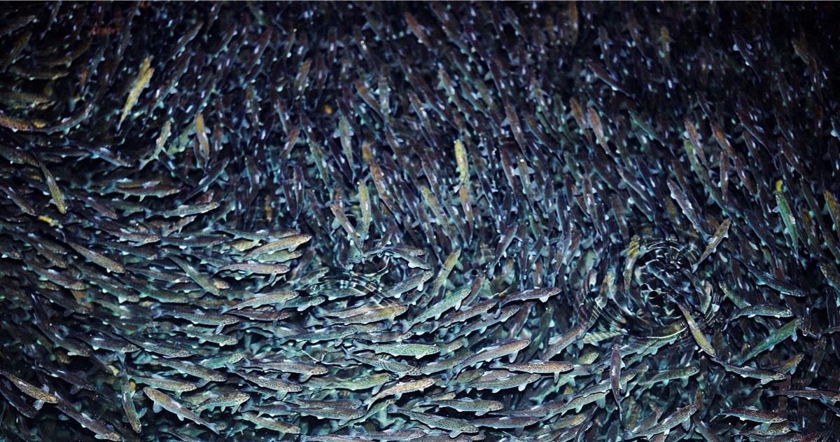 Laksesmolt som sym omkring.