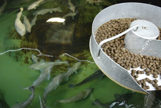 Figure 6.1 Photo: Øyvind Risnes, Ewos AS