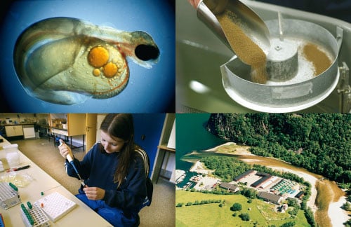 Figur 7.4 Næringsrettet forskning og utvikling er viktig. EWOS
 Innovation AS utvikler stadig forbedret startfôr til anadrom
 fisk med hensyn til teknisk kvalitet og biologisk ytelse. Akvaforsk
 AS er en viktig FoU-aktør i tidlig verdikjede. EWOS Innovation...