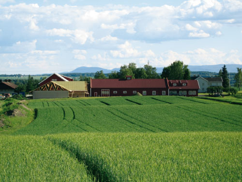 Figur 7.8 Graminor AS hvor staten ved LMD eier 34% forvalter
 og utvikler et omfattende sett av plantemateriale. Selskapet har
 nylig kjøpt Bjørke Forsøksgard (bildet)
 som også er hovedkontor for virksomhetene. Det er bygget
 nytt krysningsveksthus på Bjø...