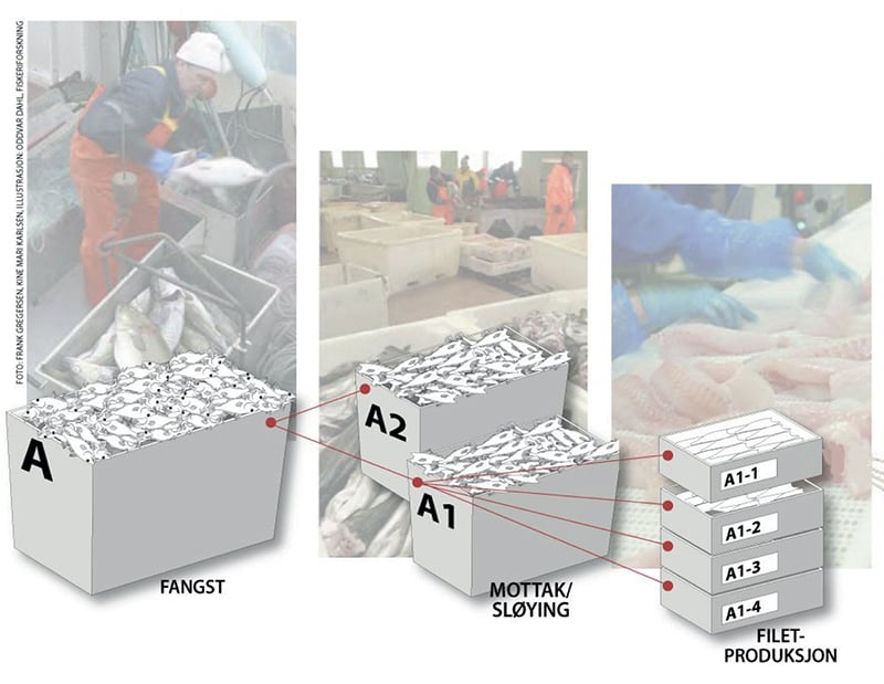 Figur 11.1 Forenklet illustrasjon av sporbarhet for fersk fisk hos et fiskebruk fra fangst, mottak/sløying av fisk og filetproduksjon