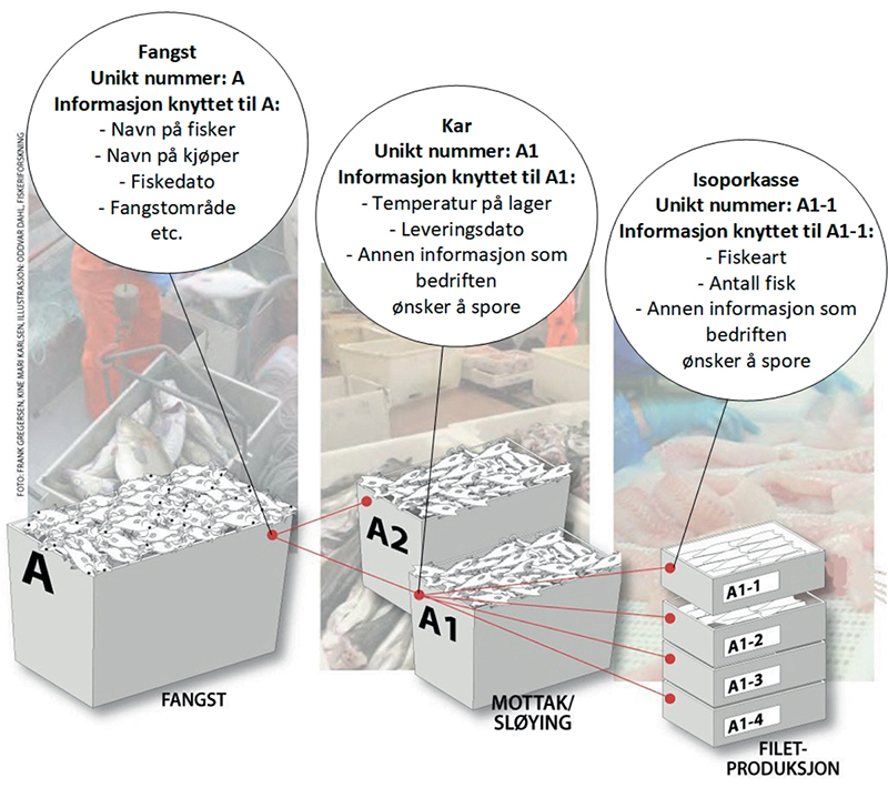 Figur 11.2 Illustrasjon på hvordan informasjonen kan spores hos et fiskebruk fra fangst, mottak/sløying av fisk og filetproduksjon
