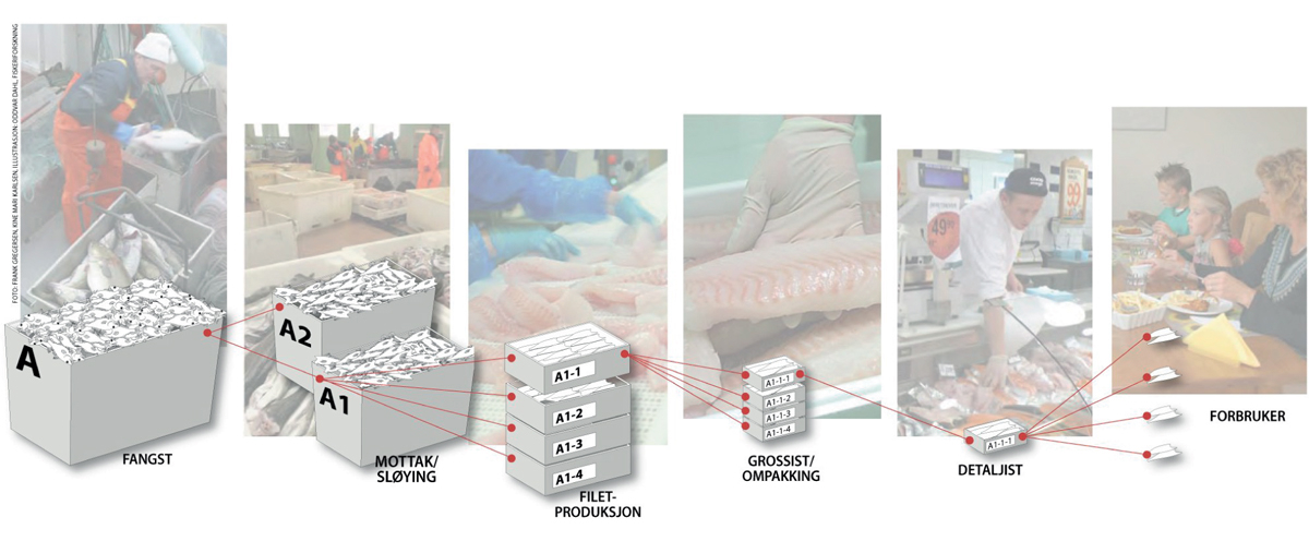 Figur 11.3 Forenklet illustrasjon av hvordan fersk fisk kan spores fra fisker, filetproduksjon, gjennom grossist og butikk til forbruker