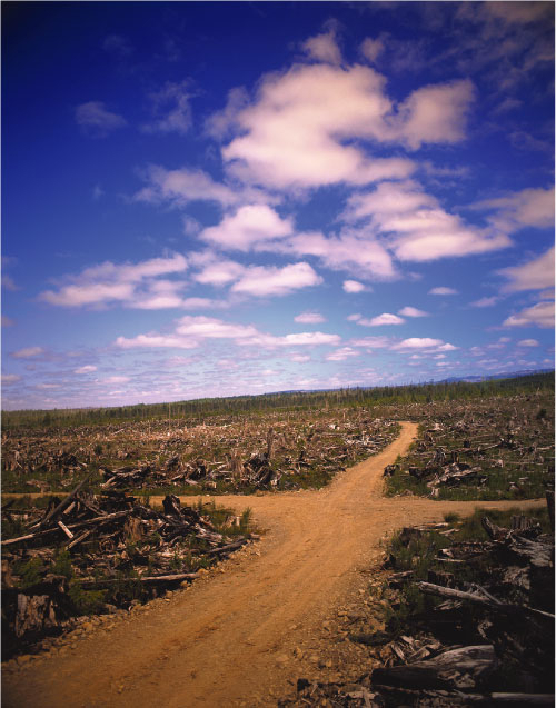 Figur 6.2 Ikke-bærekraftig utnyttelse av skogressurser er en trussel mot det biologiske mangfoldet