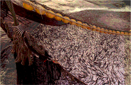 Figur 6.3 Internasjonalt samarbeid om forvaltning av marine levende ressurser er av sentral betydning for Norge