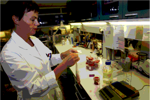 Figur 9.3 Et effektivt tilsyn er nødvendig for å sikre trygg mat