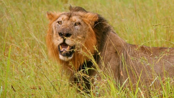 Hannløve i Ruaha nasjonalpark