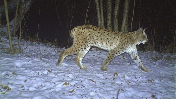 Foto: viltkamera.nina.no