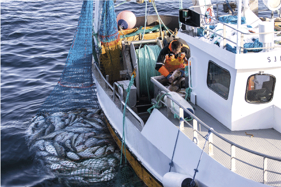 Figur 5.1 Ein god skreifangst i Lofoten 