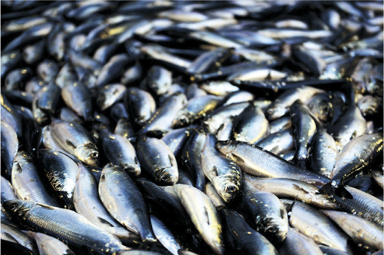 Figur 5.2 Sildefiske
