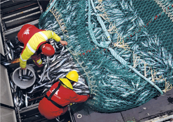 Figur 5.3 Makrelltokt
