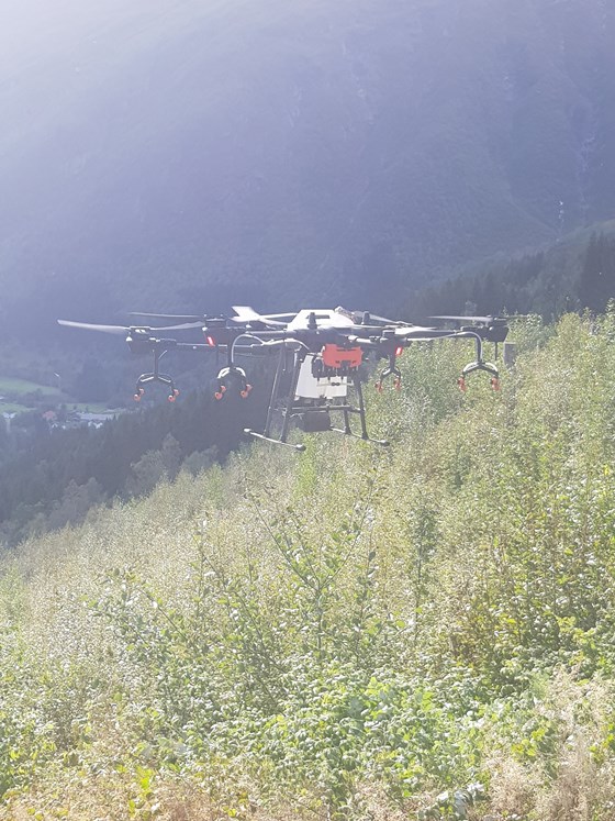 Drona svever over eit plantefelt av gran som er attgrodd med lauvtre i Nørdalen i Fjord kommune.