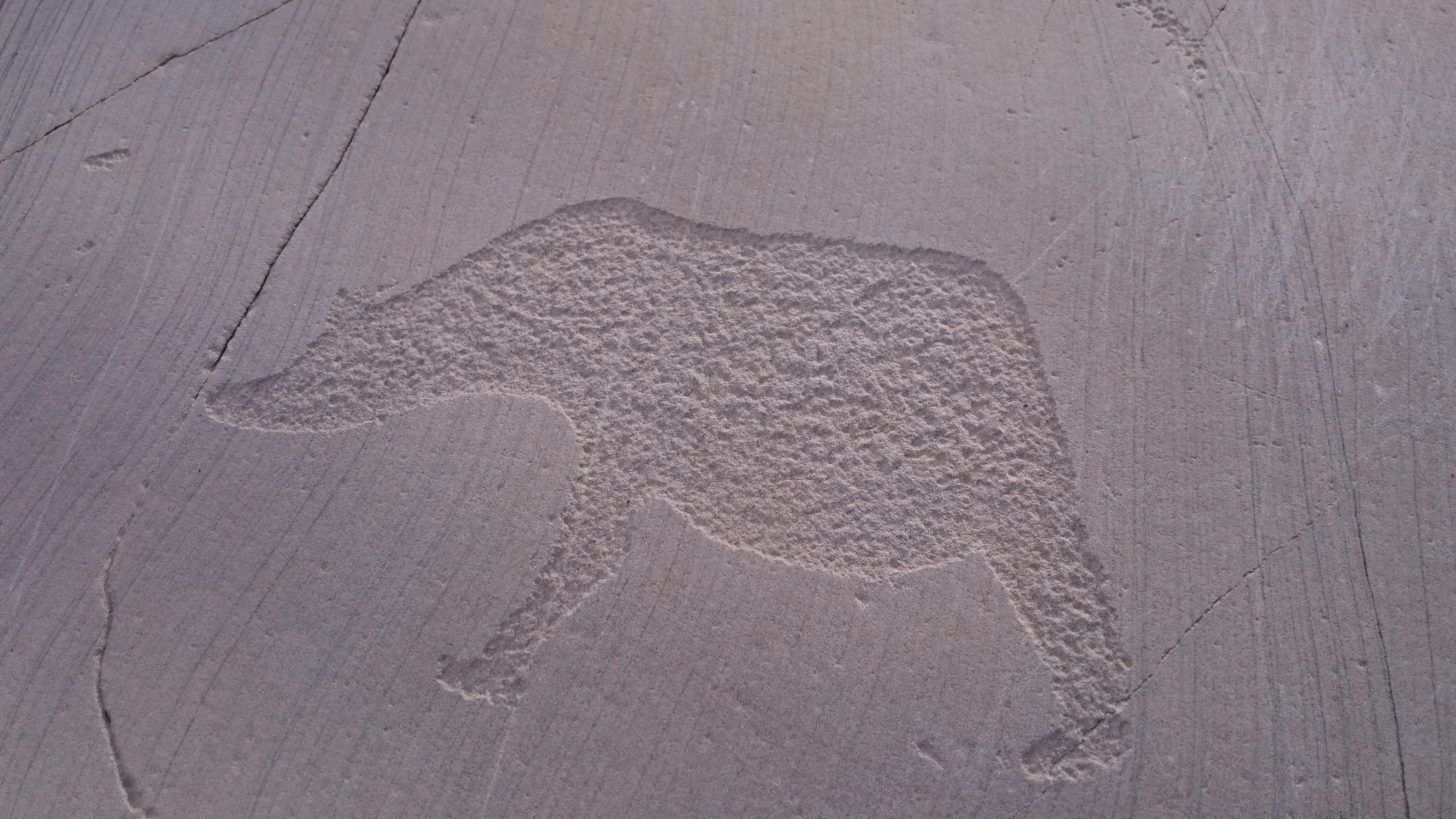 Bergkunst i Hjemmeluft i Alta. Bilde av rein, elg og bjørn er risset inn i berget.