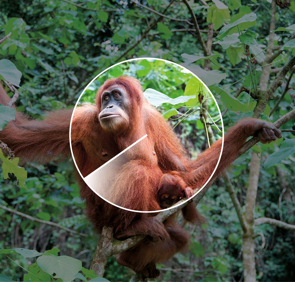 Indonesia, Borneo - Ung orangutang sitter i et tre.