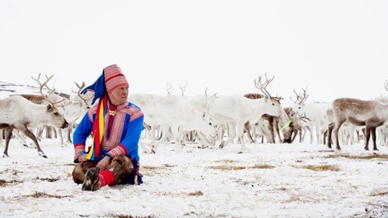 Reindeer husbandry is a unique indigenous peoples' industry, both nationally and internationally.