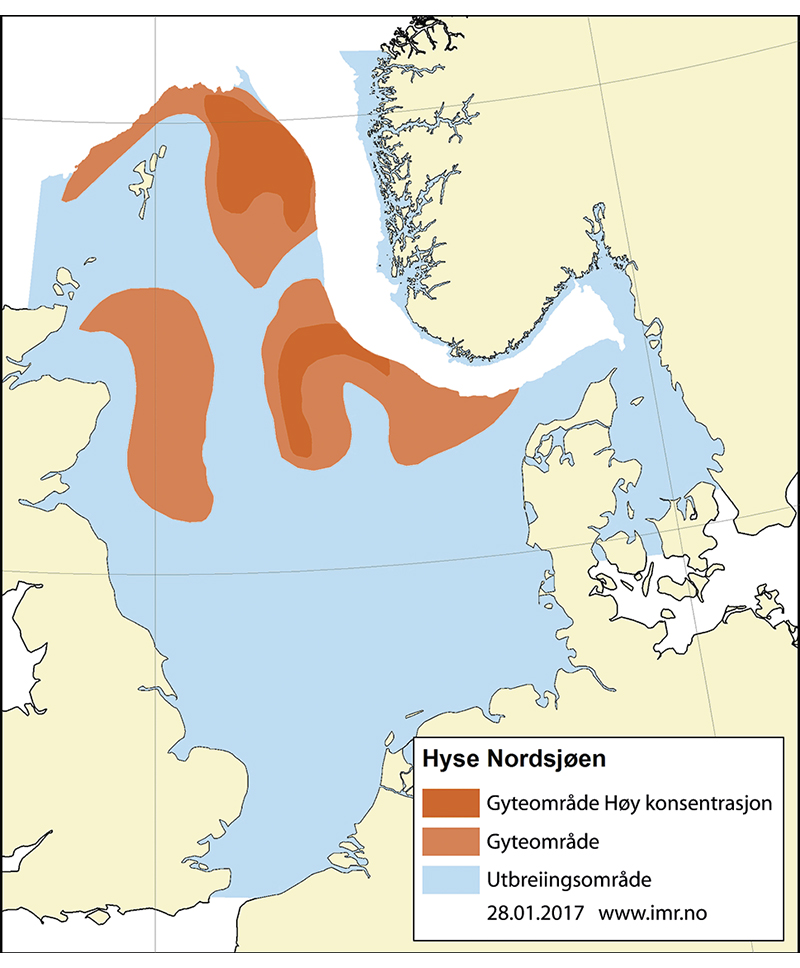 Figur 4.47 Utbreiingsområde og gyteområde for hyse i Nordsjøen, Skagerrak og vest for Skottland