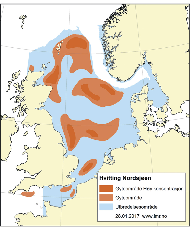 Figur 4.50 Utbreiingsområde og gyteområde for kviting i Nordsjøen og den austlege engelske kanalen