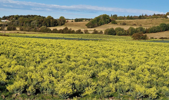 Brokkoliåker i blomstring.