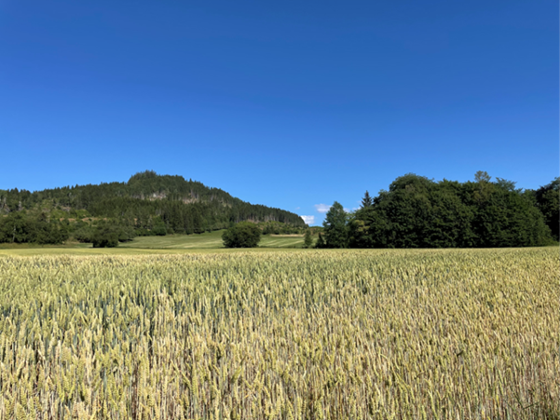 Hveteåker i Trøndelag