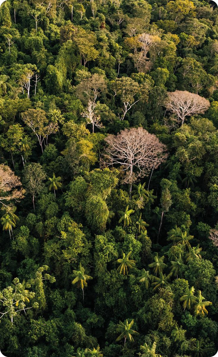 The Amazon rainforest seen from above. Norway is a key partner for Brazil in the work to preserve the world's largest rainforest, the Amazon.
