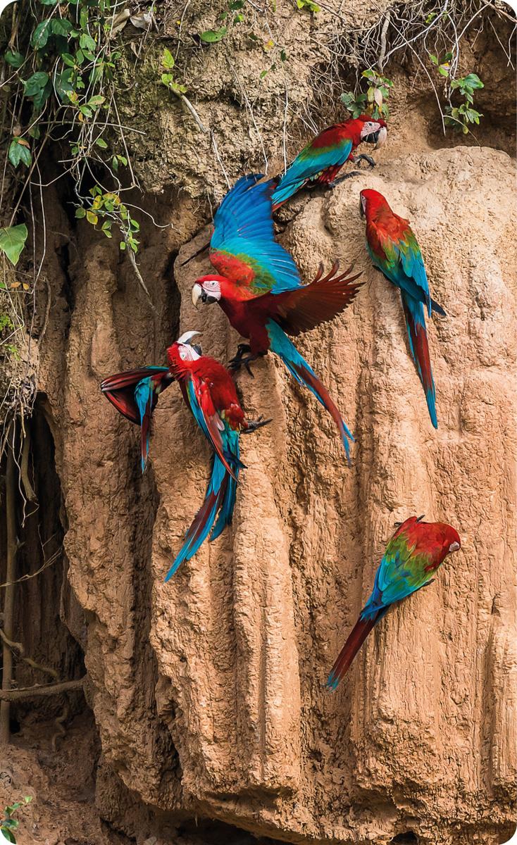 Five active parrots in the Amazon rainforest. Conservation of biodiversity is also an important part of the cooperation between Norway and Brazil in the field of climate and environment.