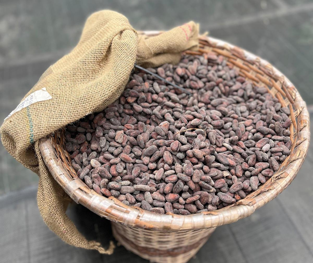 A large basket full of cocoa beans. Coffee and cocoa have long been important products in the trade between Brazil and Norway.