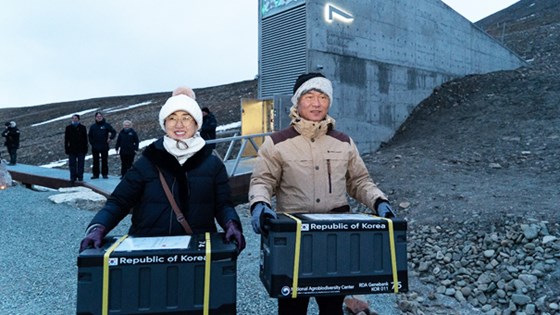 Ju Hee Rhee, direktør og Choo Gyu Take, Genebank Manager for National Agrobiodiversity Centre Rural Development Administration, Republikken Korea, mens de deponerte to av de fem frøboksene som ankom fra institusjonen deres til Svalbard denne uken.