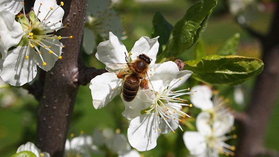 Honningbie på jakt etter nektar i ein fruktblome.