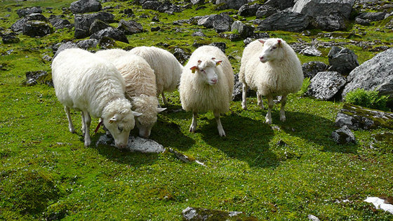 Sau på utmarksbeite.