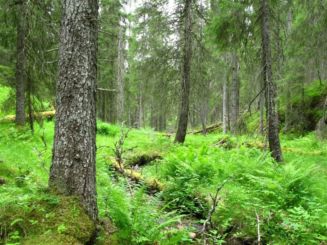 Verner 54 Nye Skogomr der Over Hele Landet Regjeringen no verner-54-nye-skogomr-der-over-hele-landet-regjeringen-no