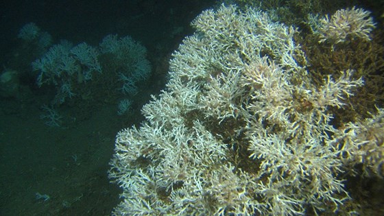 Korallrev 