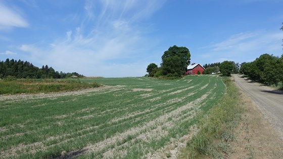 Tørr kornåker i Vestby.
