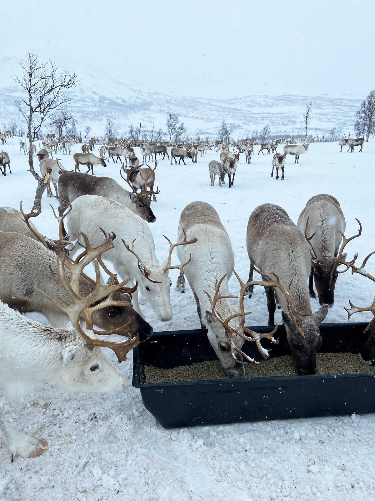 Figure 3.9 Grazing crisis.