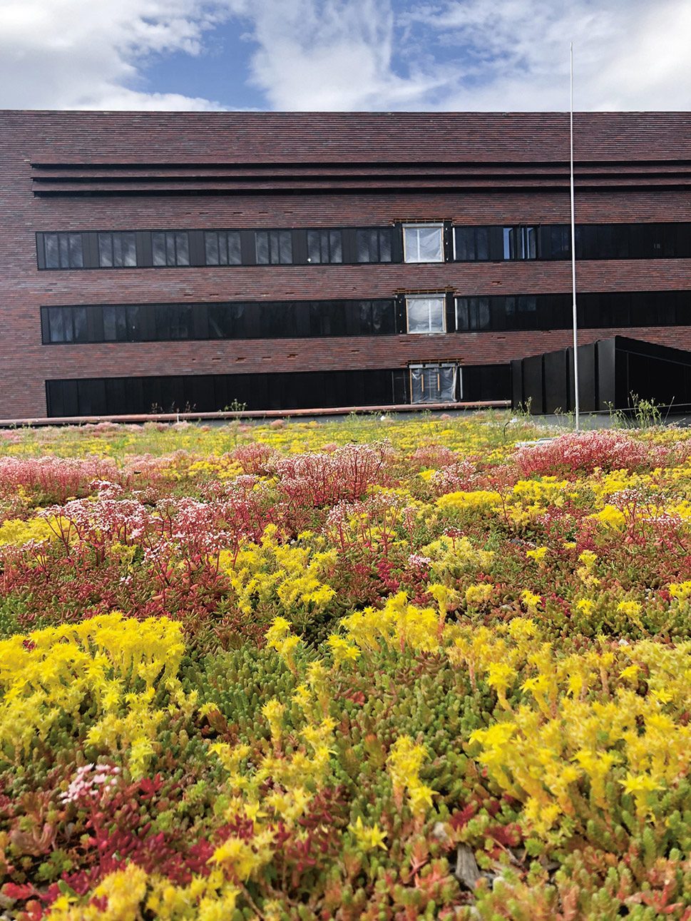 Figure 6.4 Sedum roof on Campus Ås.